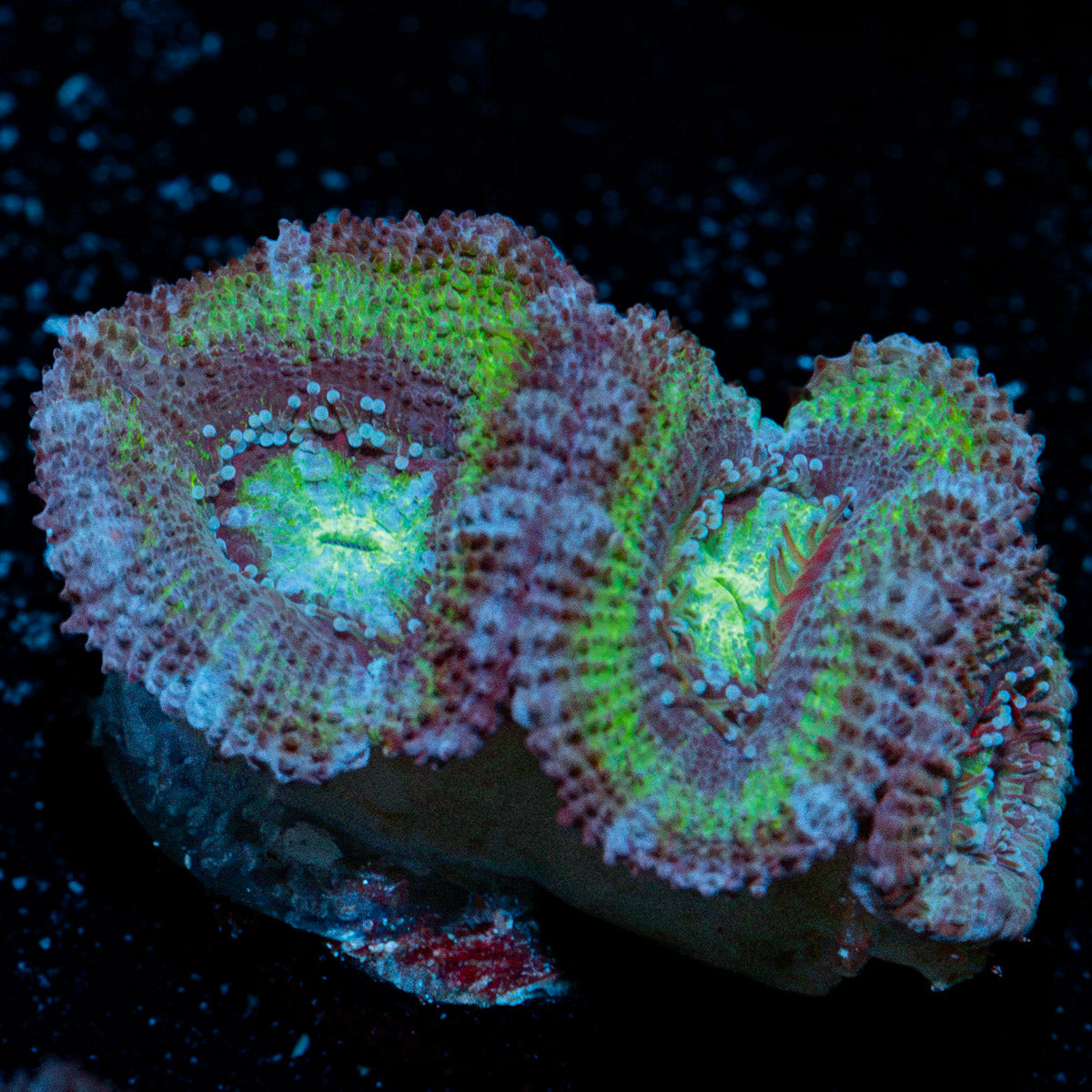 Acan Coral with fleshy polyps in reef aquarium