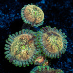 Milky Way Zoanthid Coral colony growth in reef aquarium