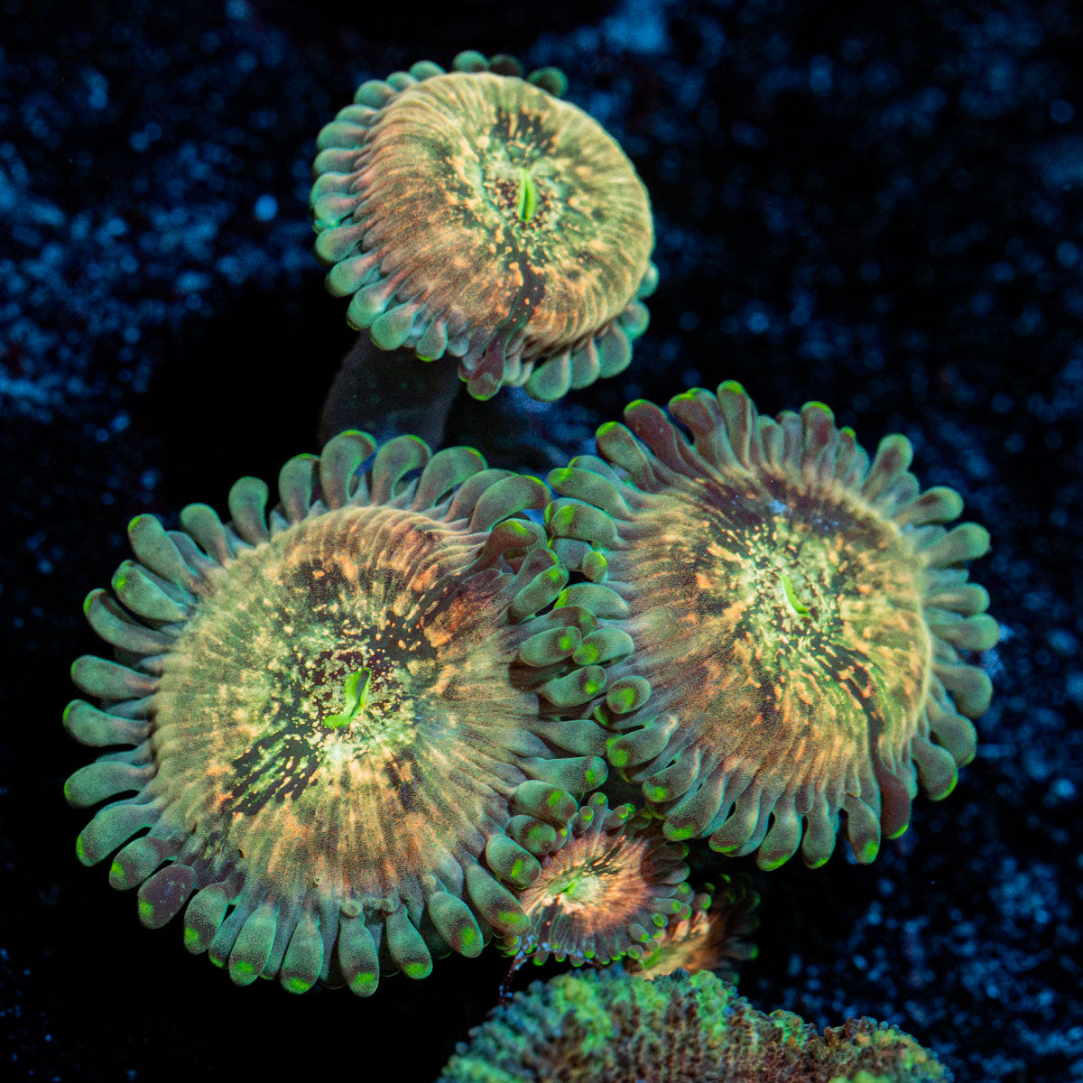 Milky Way Zoanthid Coral colony growth in reef aquarium