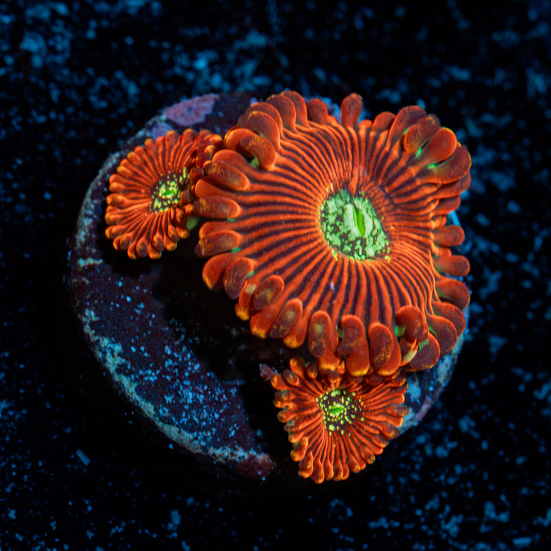 Dark Magicians Zoanthid Coral colony growth in reef aquarium
