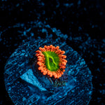 Electric Oompa loompas Zoanthid Coral colony growth in reef aquarium