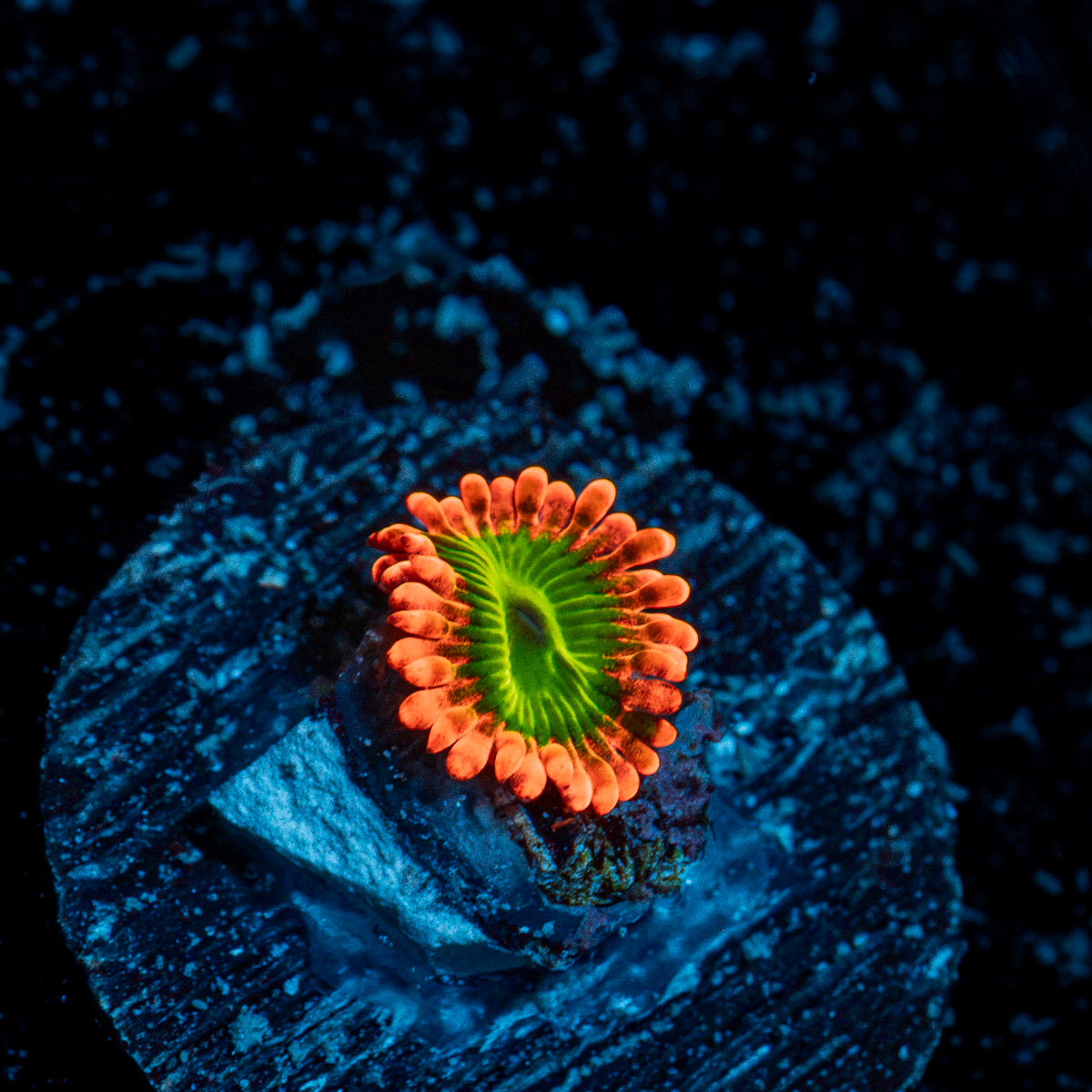 Electric Oompa loompas Zoanthid Coral colony growth in reef aquarium