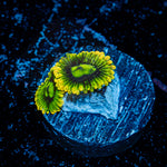 Rainbow Yoda Zoanthid Coral colony growth in reef aquarium