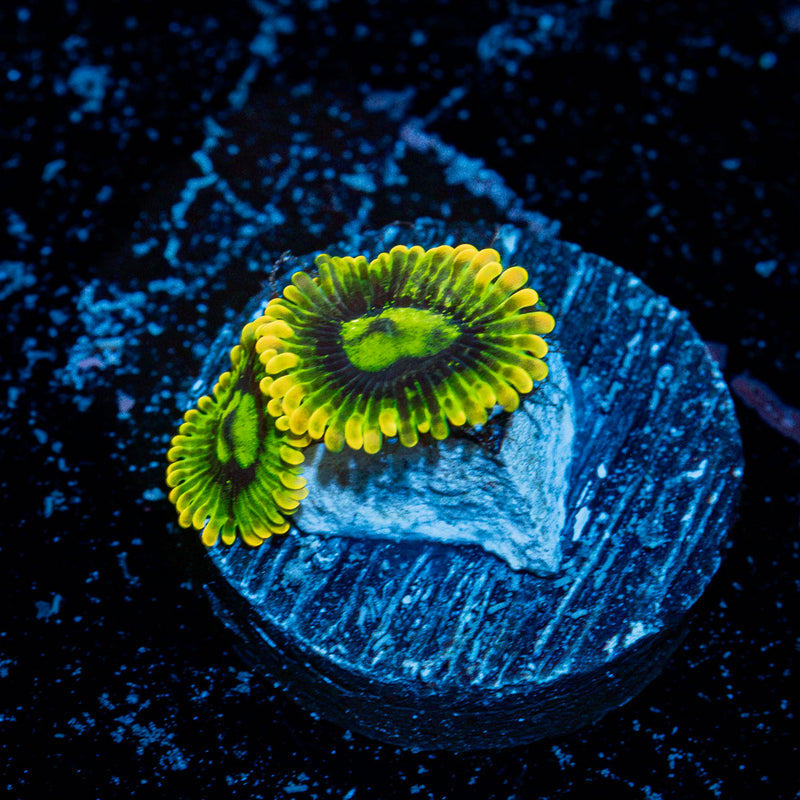 Rainbow Yoda Zoanthid Coral colony growth in reef aquarium