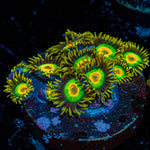 Rasta Zoanthid Coral colony growth in reef aquarium