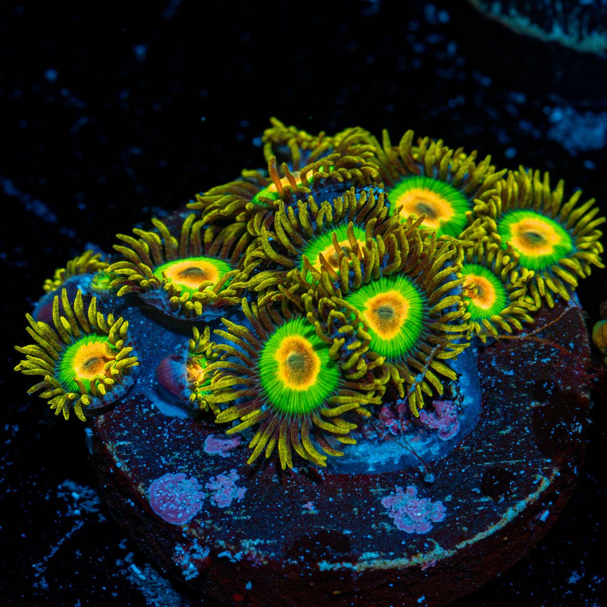 Rasta Zoanthid Coral colony growth in reef aquarium