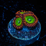 Candy Apple Red Zoanthid Coral with colony growth in reef aquarium