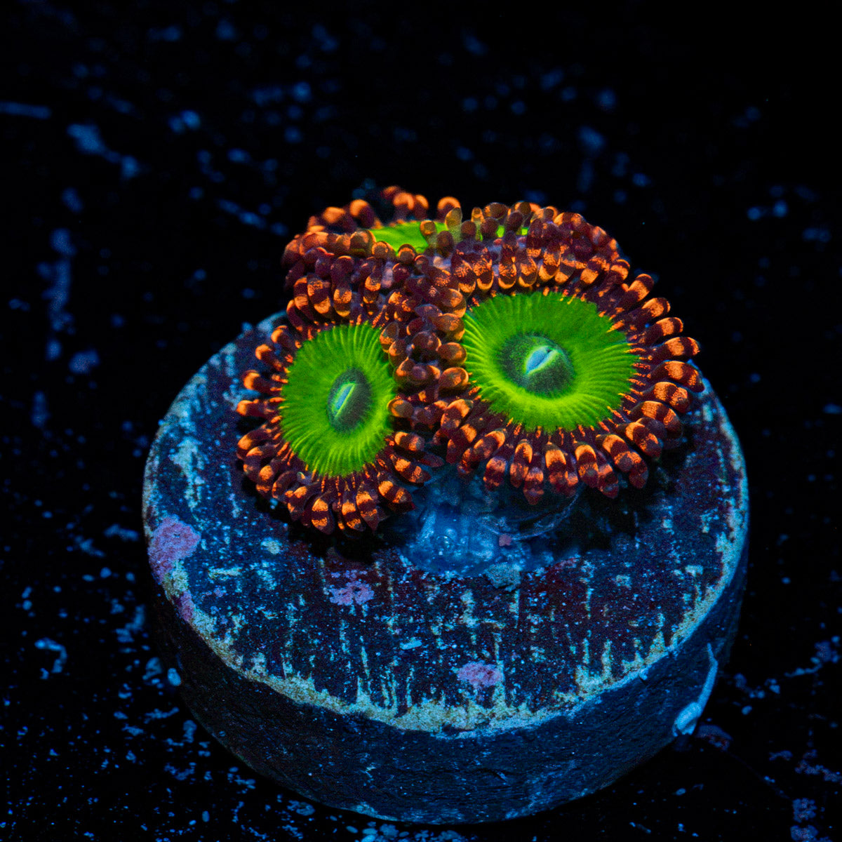 Candy Apple Red Zoanthid Coral with colony growth in reef aquarium
