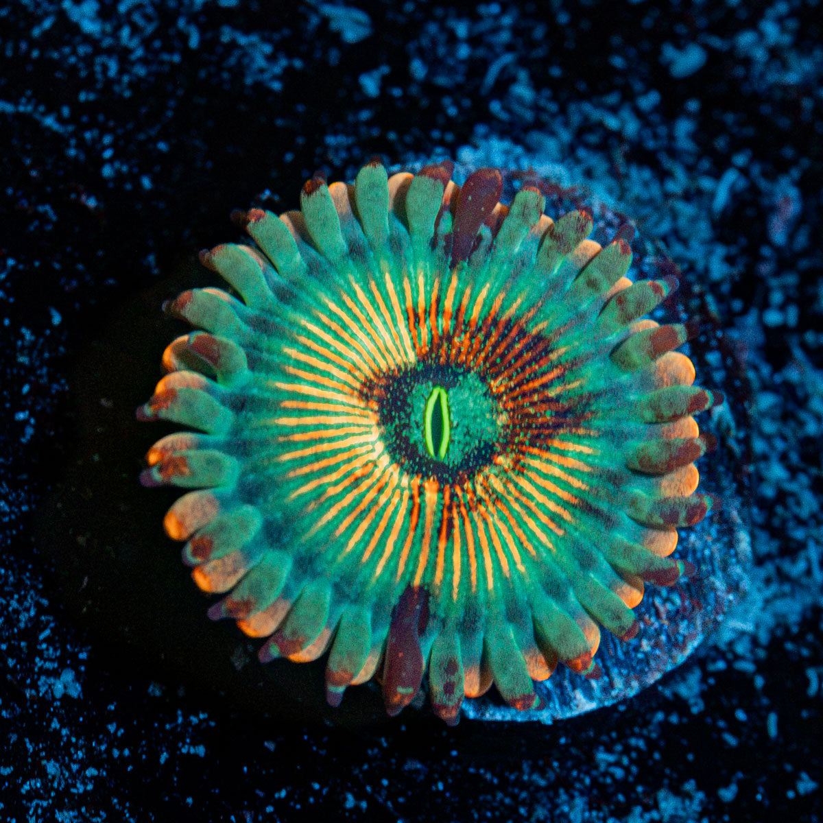 White Walkers Zoanthid Coral colony growth in reef aquarium