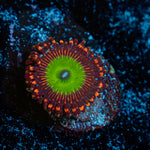 Candy Apple Red Zoanthid Coral colony growth in reef aquarium