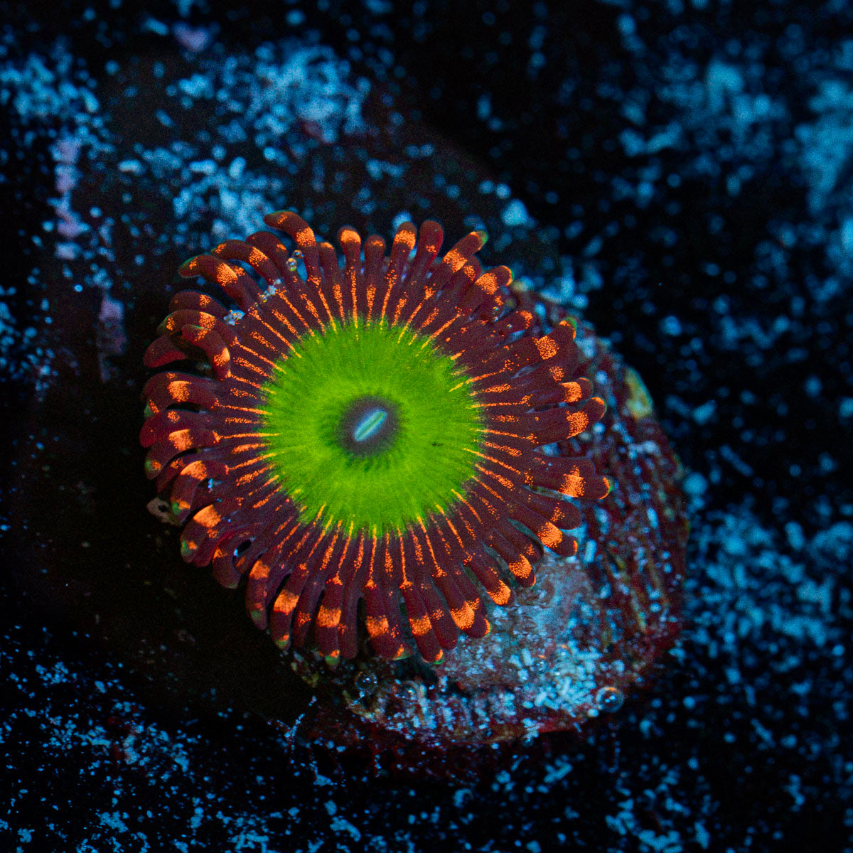 Candy Apple Red Zoanthid Coral colony growth in reef aquarium