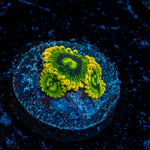 Rainbow Yoda Zoanthid Coral colony growth in reef aquarium