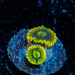 Rainbow Yoda Zoanthid Coral colony growth in reef aquarium