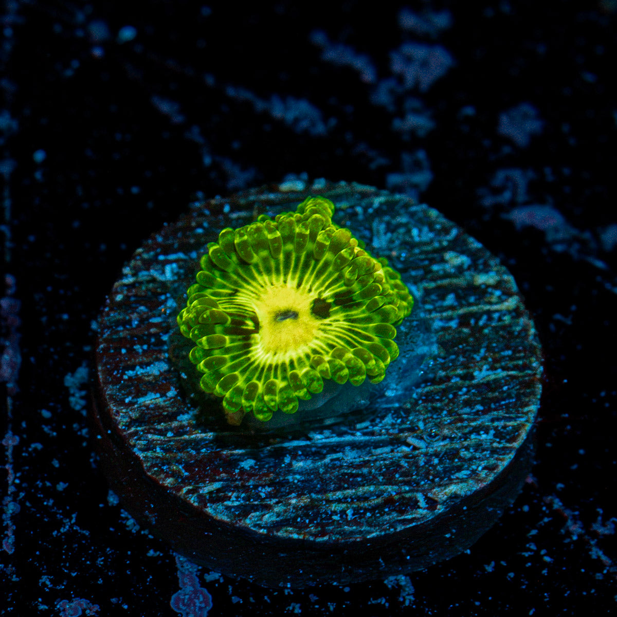 Emerald Muals Zoanthid Coral with colony growth in reef aquarium