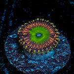 Candy Apple Pink Zoanthid coral colony growth in reef aquarium