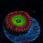 Candy Apple Red Zoanthid Coral with colony growth in reef aquarium