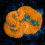Orange Ricordea Mushroom Coral with mushroom disc in reef aquarium