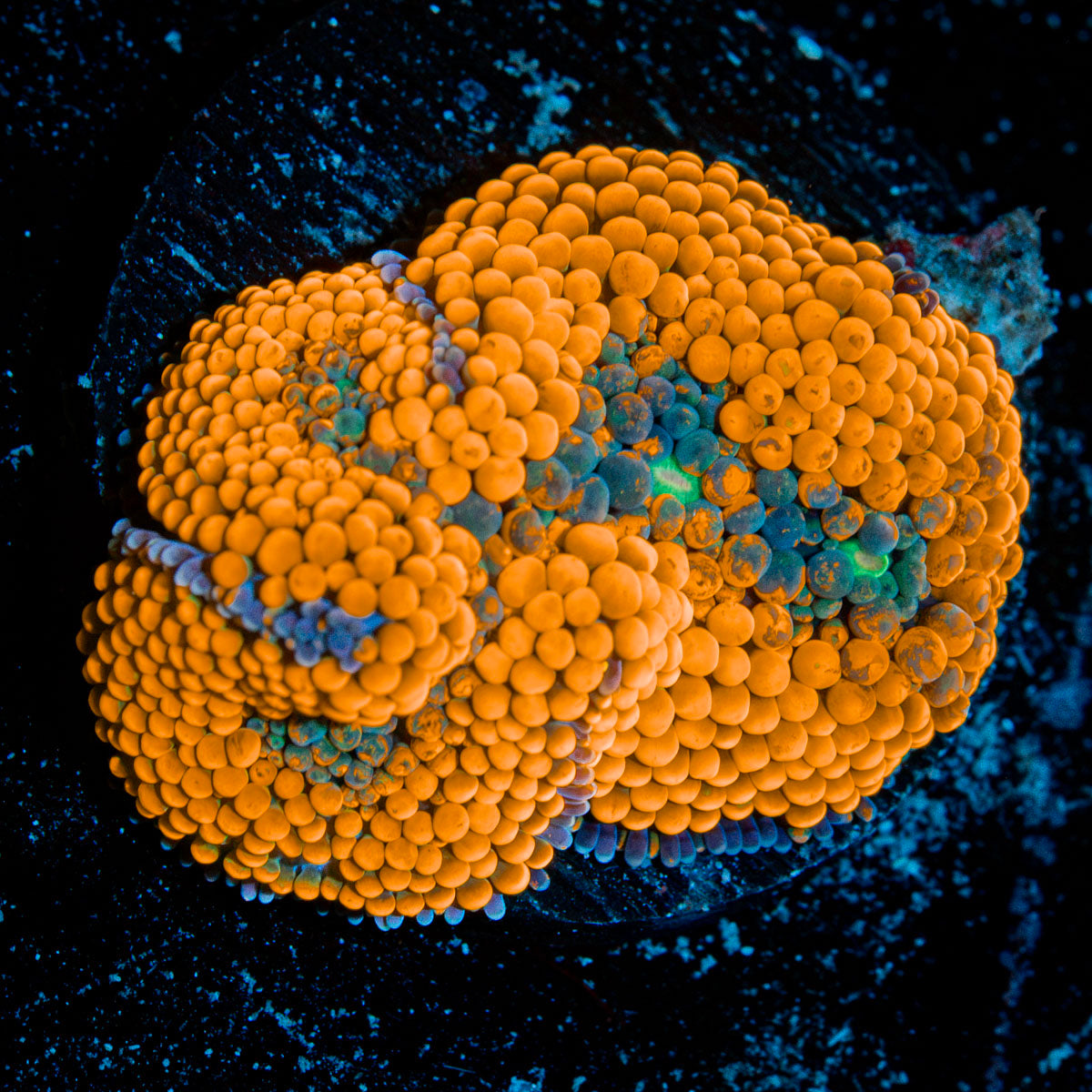 Orange Ricordea Mushroom Coral with mushroom disc in reef aquarium