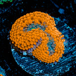 Orange Ricordea Mushroom Coral with mushroom disc in reef aquarium