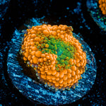 Orange Ricordea Mushroom Coral with mushroom disc in reef aquarium