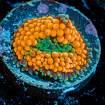 Orange Ricordea Mushroom Coral with mushroom disc in reef aquarium
