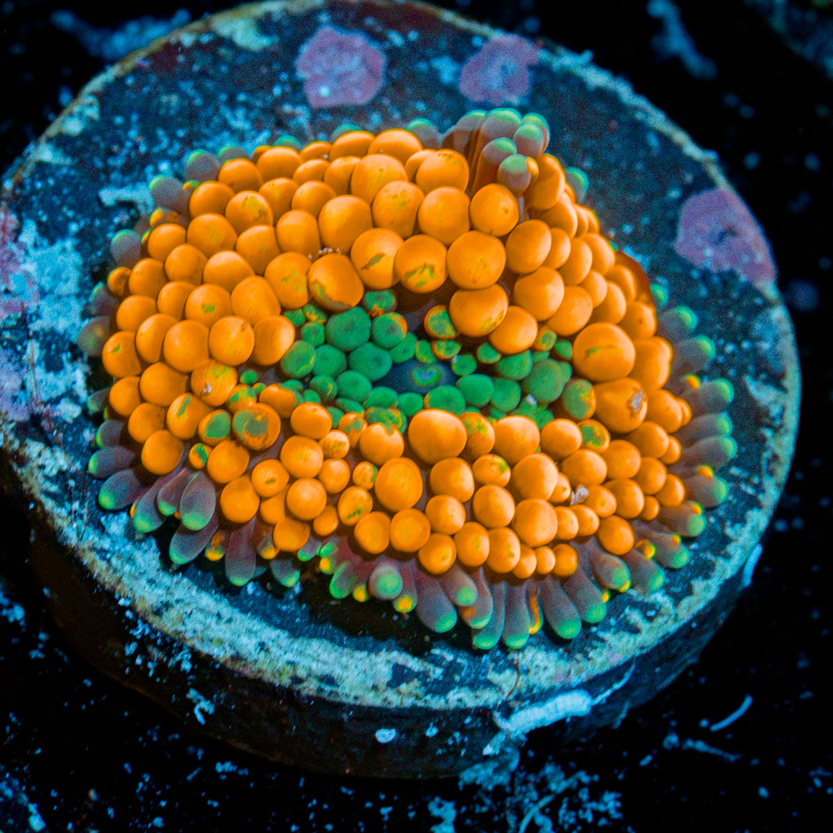 Orange Ricordea Mushroom Coral with mushroom disc in reef aquarium