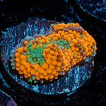 Orange Ricordea Mushroom Coral with mushroom disc in reef aquarium