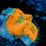 Orange Ricordea Mushroom Coral with mushroom disc in reef aquarium