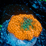 Orange Ricordea Mushroom Coral with mushroom disc in reef aquarium