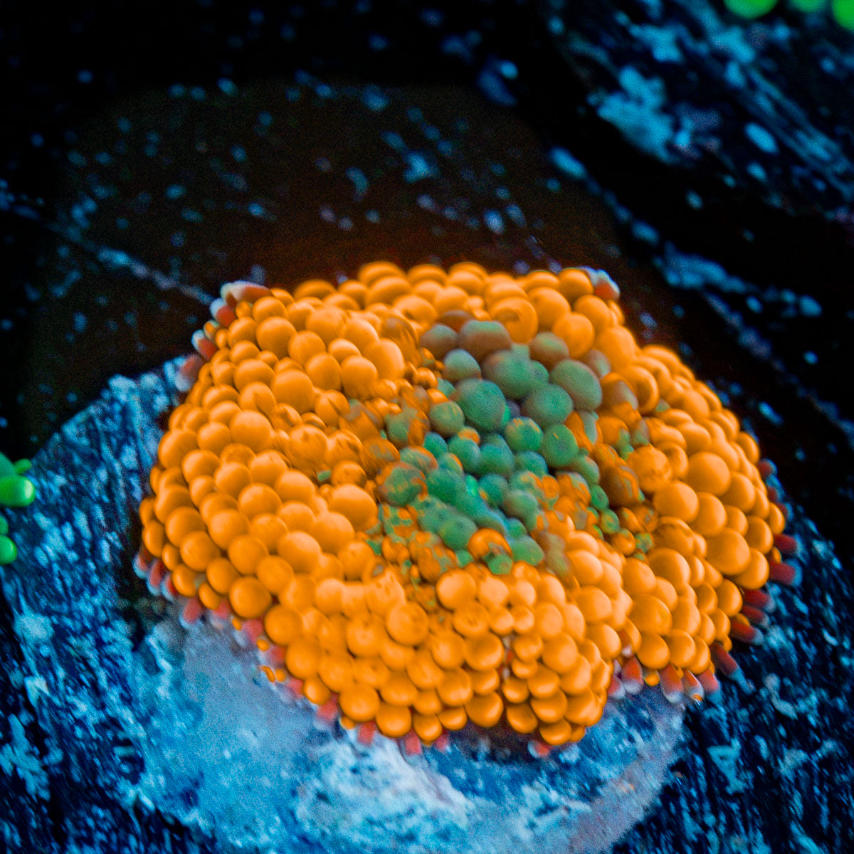 Orange Ricordea Mushroom Coral with mushroom disc in reef aquarium