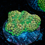 Green Ricordea Mushroom coral with mushroom disc in reef aquarium