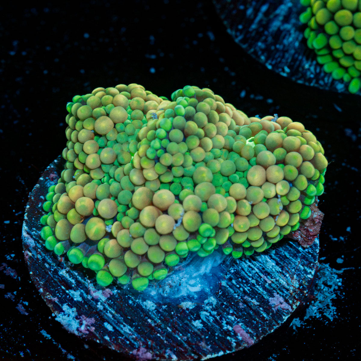 Green Ricordea Mushroom coral with mushroom disc in reef aquarium