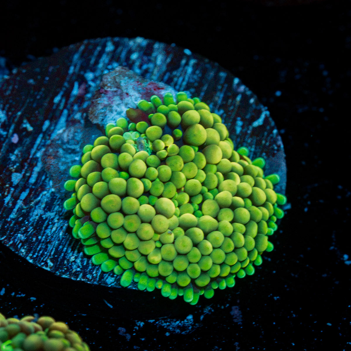 Green Ricordea Mushroom coral with mushroom disc in reef aquarium