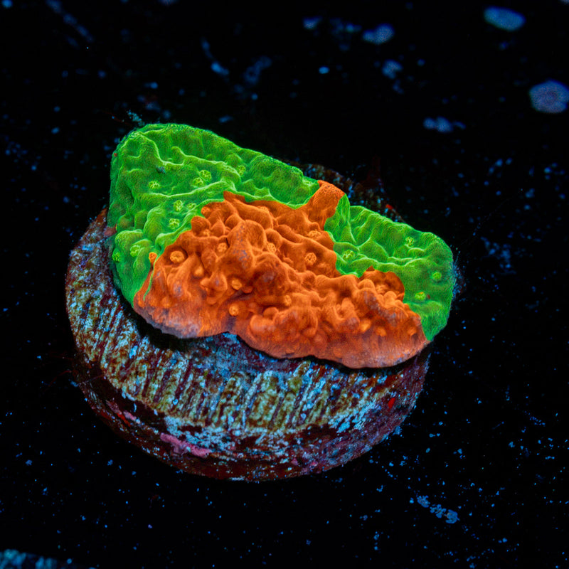 Grafted Montipora Capricornis Coral with branching growth in reef aquarium