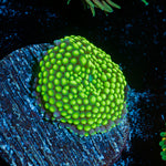 Green Ricordea Mushroom coral with mushroom disc in reef aquarium