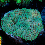 Green Ricordea Mushroom coral with mushroom disc in reef aquarium
