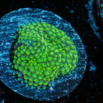 Green Ricordea Mushroom coral with mushroom disc in reef aquarium