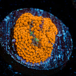 Orange Ricordea Mushroom Coral with mushroom disc in reef aquarium