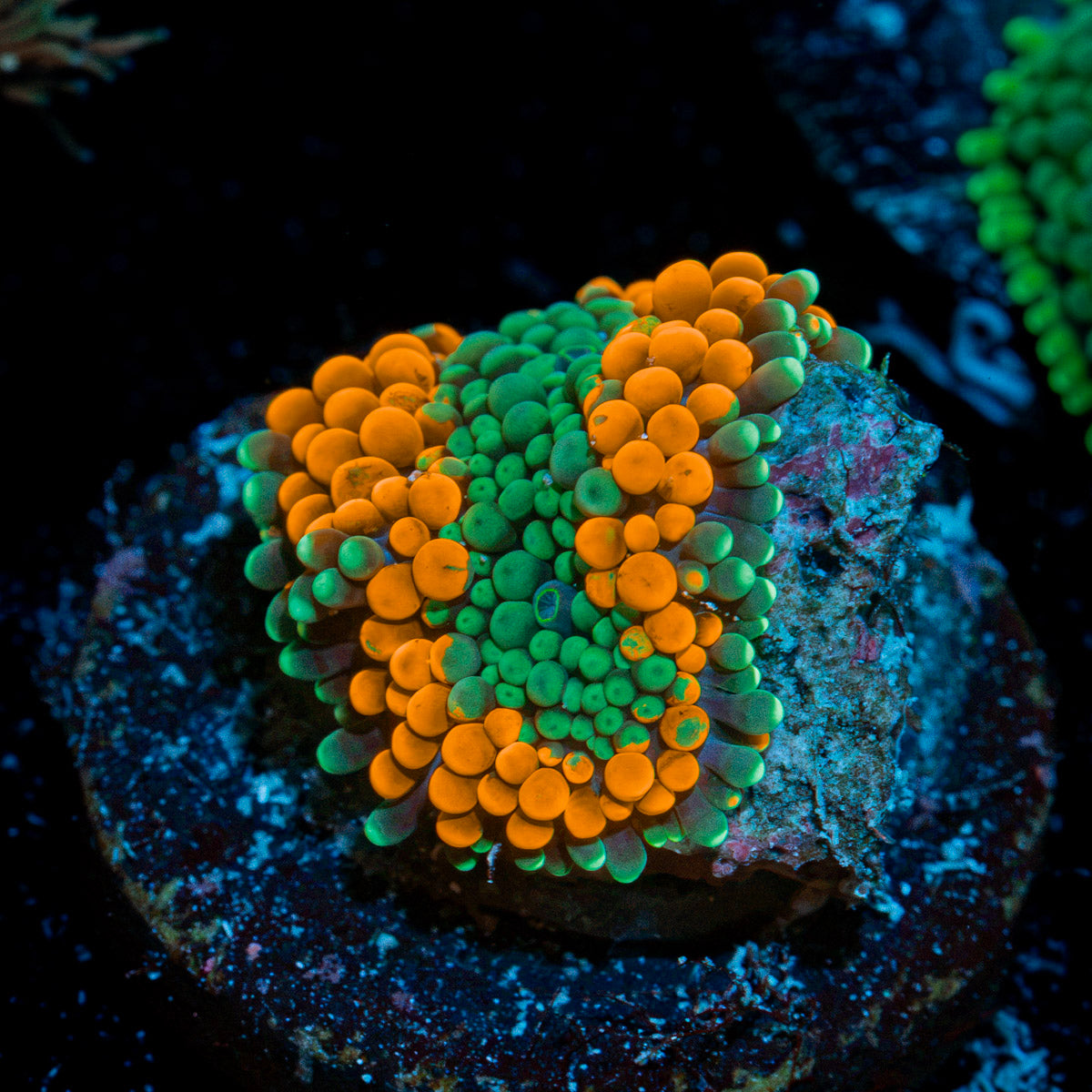 Orange Ricordea Mushroom Coral with mushroom disc in reef aquarium