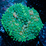 Green Ricordea Mushroom coral with a textured mushroom disc in reef aquarium