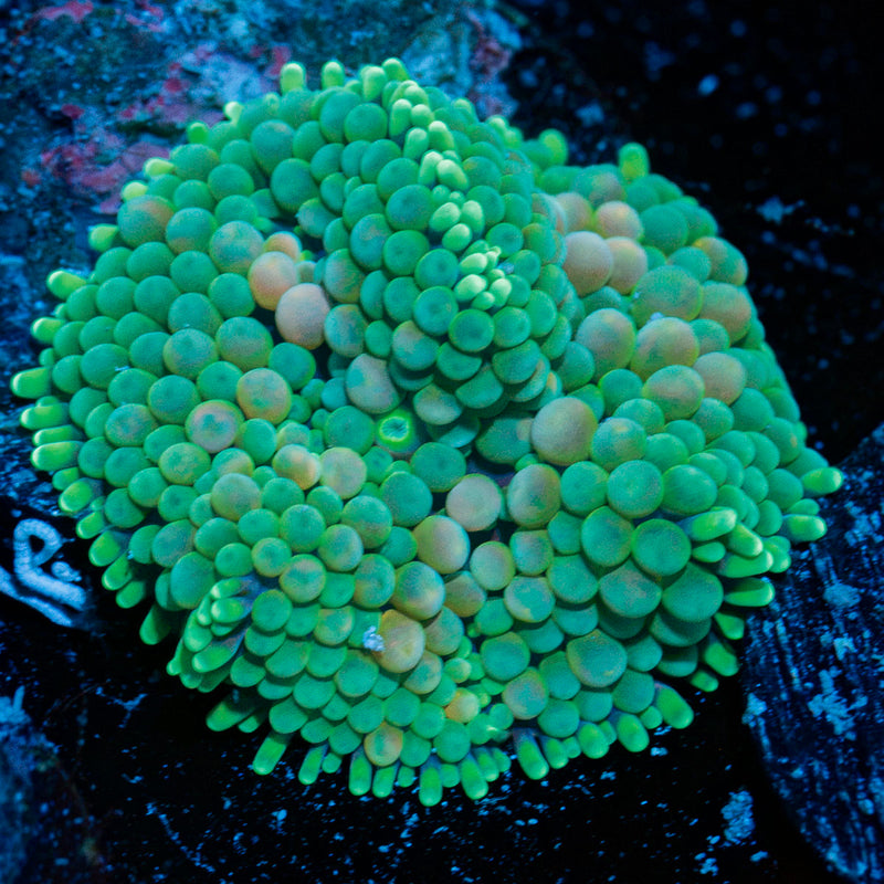 Green Ricordea Mushroom coral with a textured mushroom disc in reef aquarium