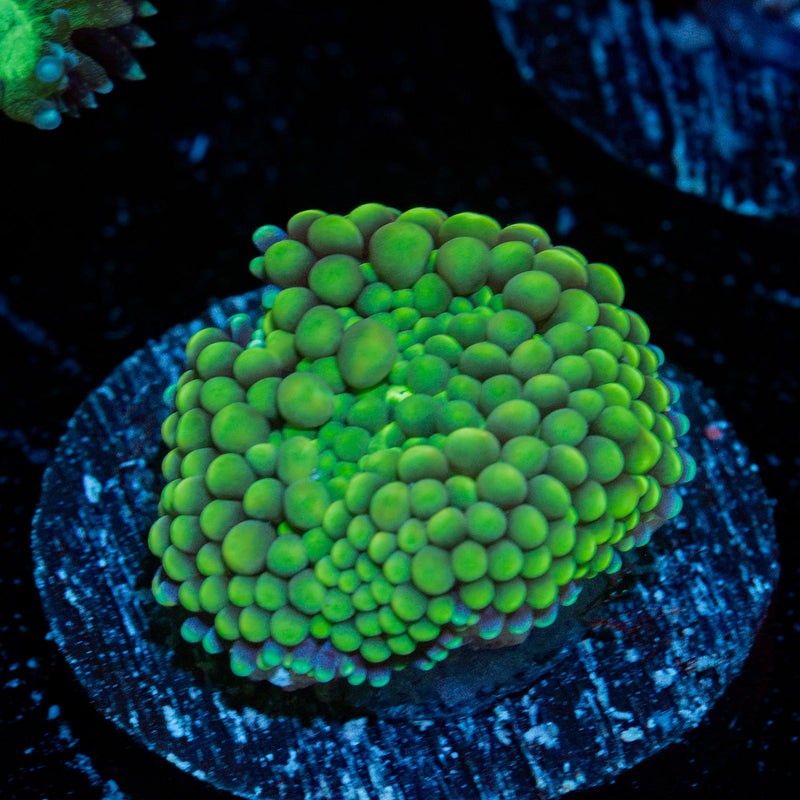 Green Ricordea Mushroom coral with a distinctive mushroom disc in reef aquarium