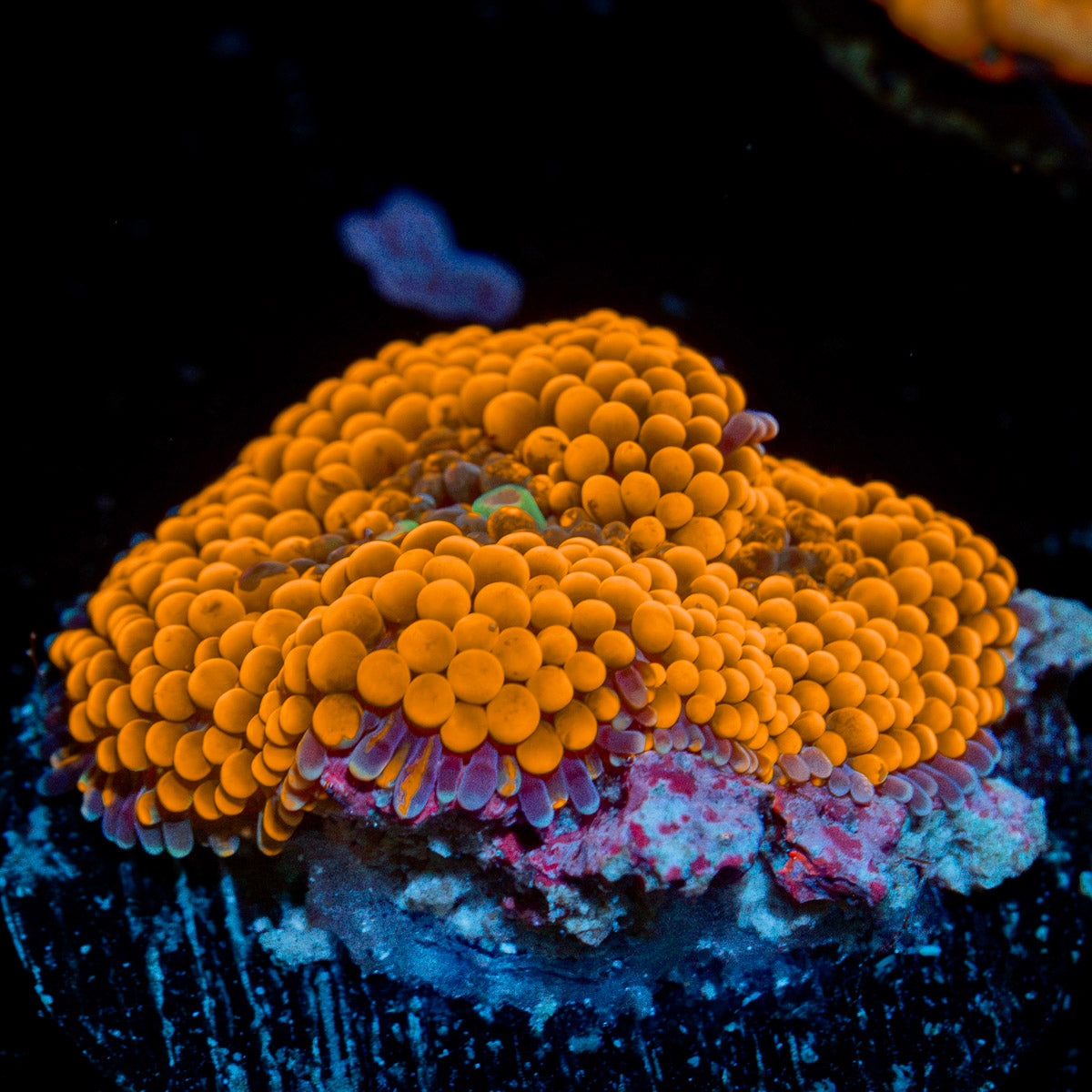 Orange Ricordea Mushroom with vibrant orange mushroom disc in reef aquarium