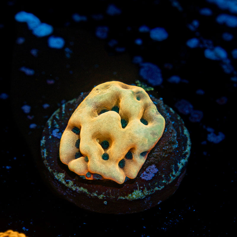 Beach Bum Montipora Coral with branching growth in reef aquarium