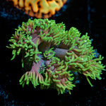 Majin Boo Goniopora Coral with flower-like polyps in reef aquarium
