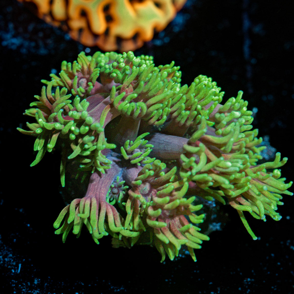 Majin Boo Goniopora Coral with flower-like polyps in reef aquarium