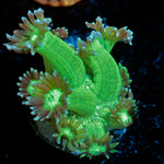 Bubble Toes Goniopora Coral with flower-like polyps in reef aquarium