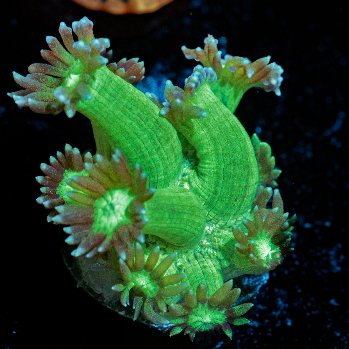 Bubble Toes Goniopora Coral with flower-like polyps in reef aquarium