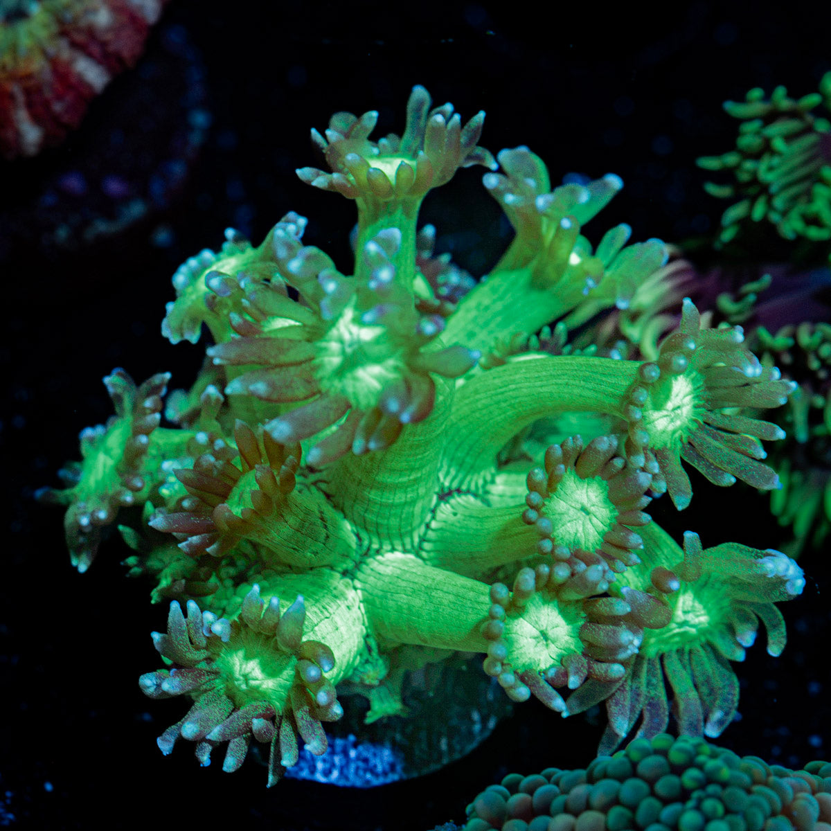 Bubble Toes Goniopora Coral with flower-like polyps in reef aquarium