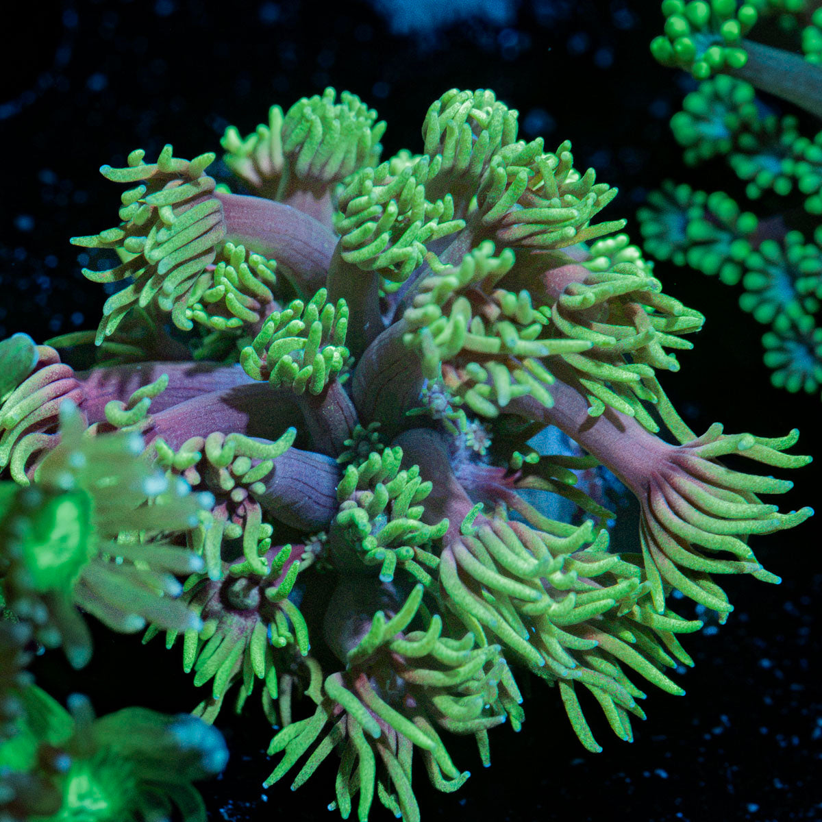 Majin Boo Goniopora Coral with flower-like polyps in reef aquarium